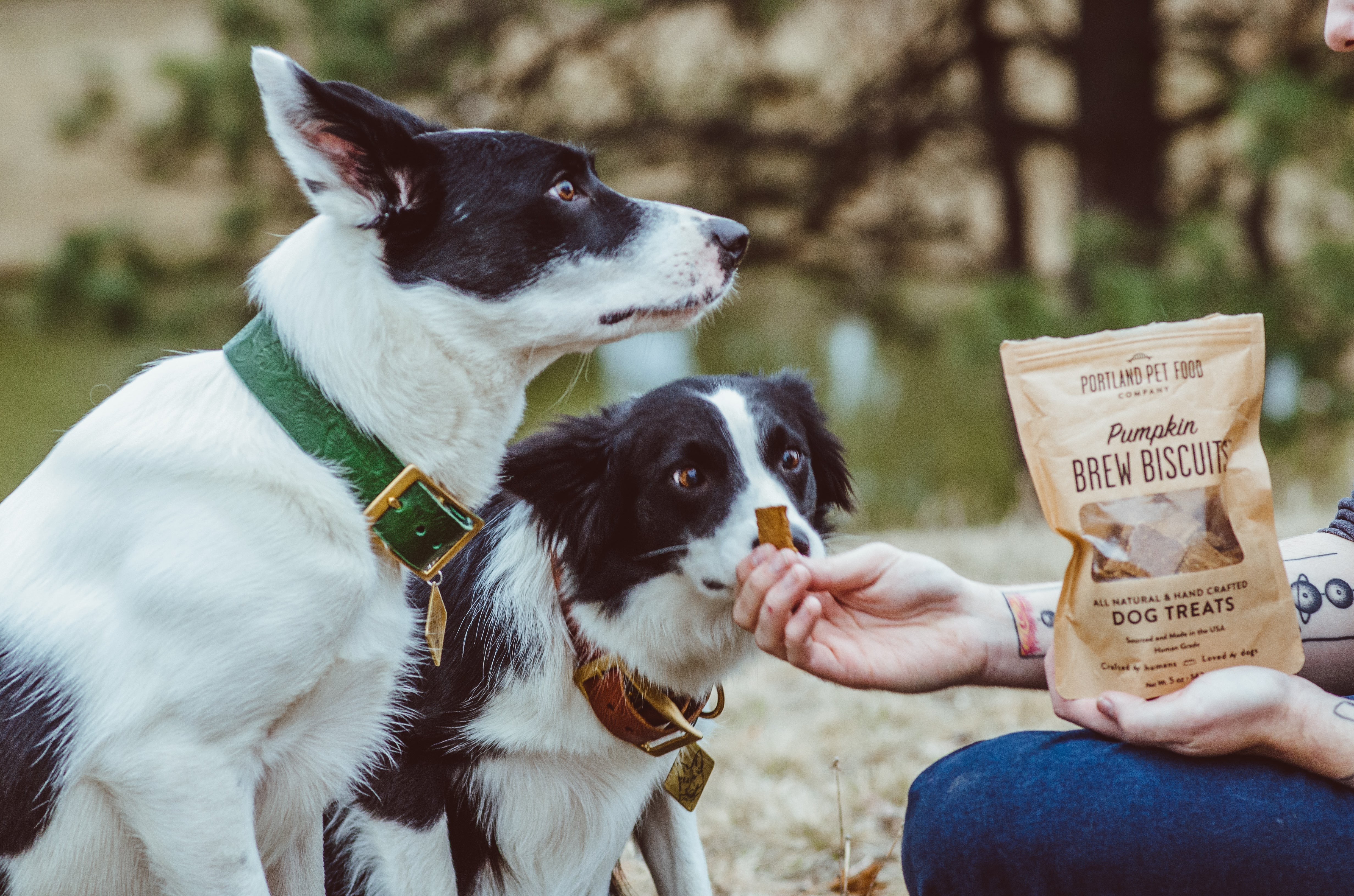 Is Gluten Bad For Dogs? - Portland Pet Food Company