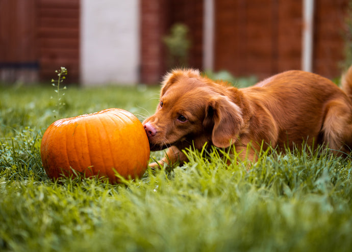 Fun Fall Activities To Do With Your Dog