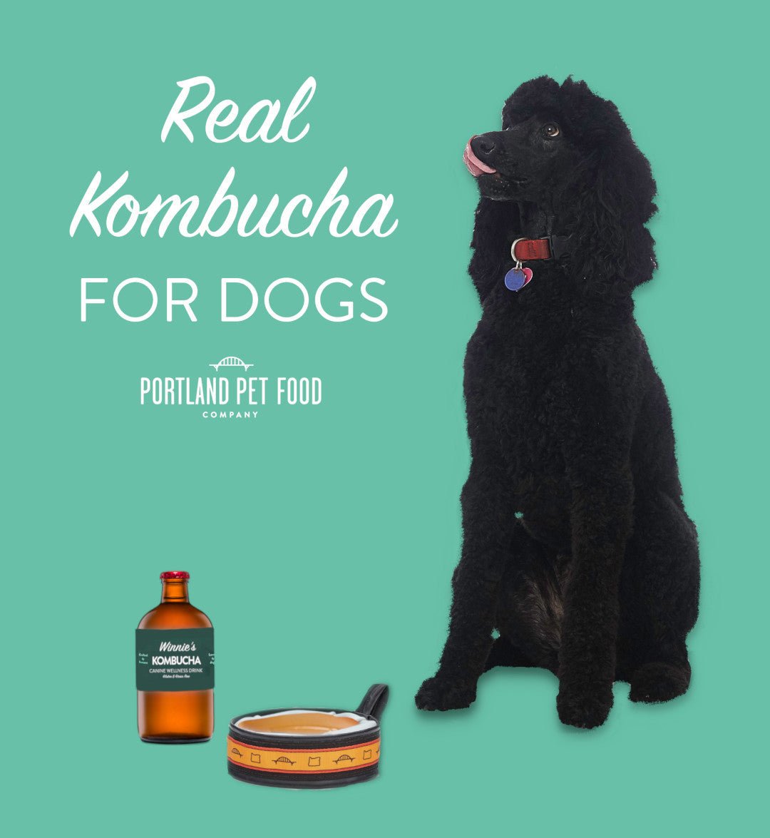 NEW PRODUCT: Kombucha for Dogs - Portland Pet Food Company