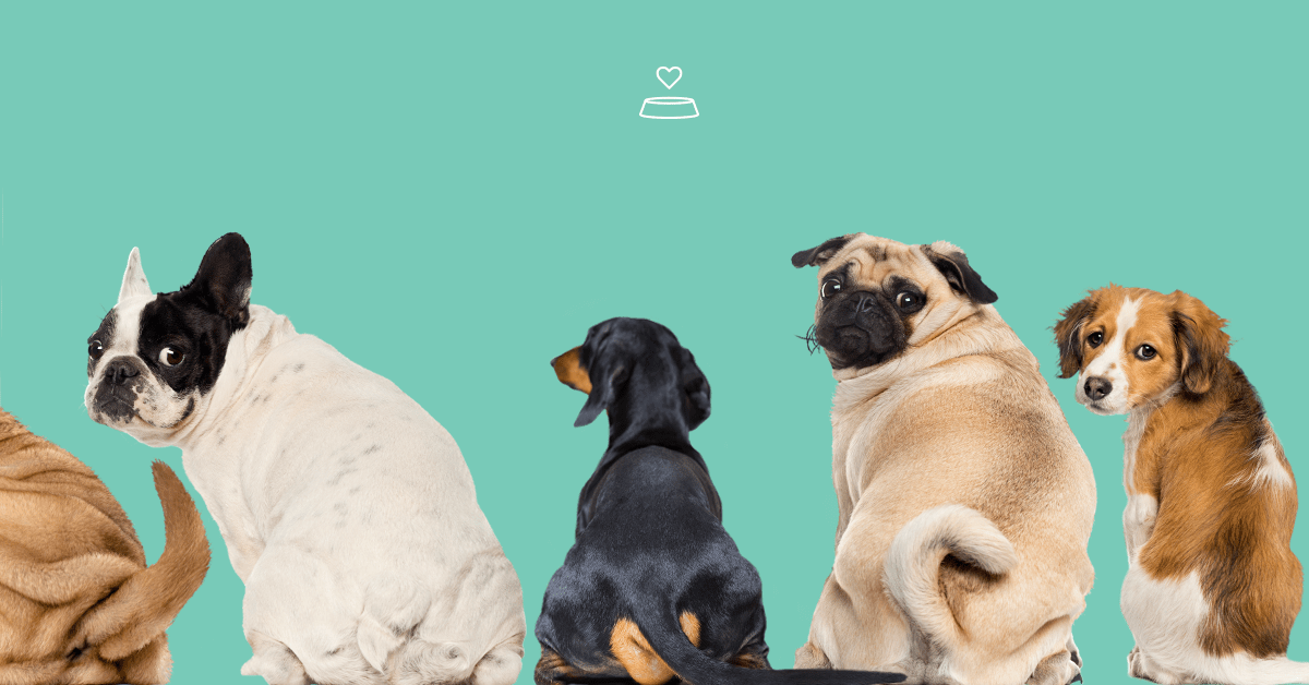 The Straight Poop: Making Sense Of Your Dog’s Business - Portland Pet Food Company