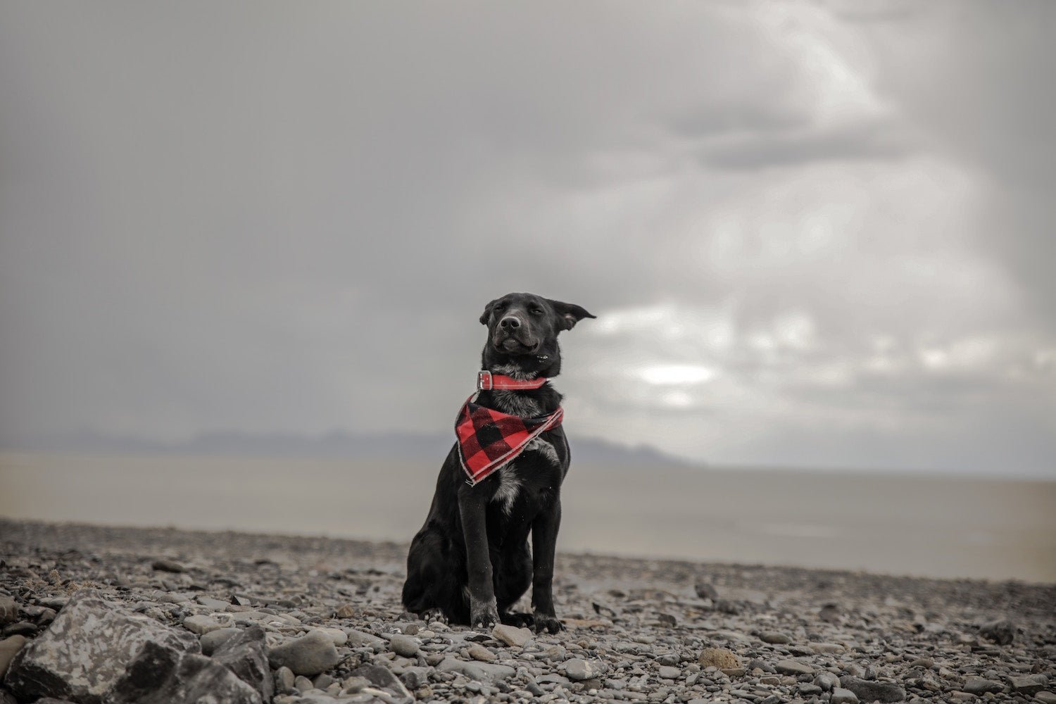 What We Can Do For Dogs Displaced In Natural Disasters - Portland Pet Food Company