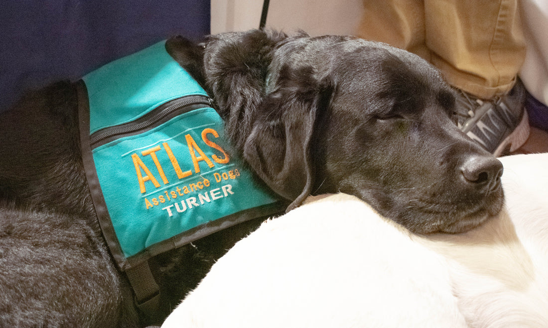 Why Service Dogs Matter - Portland Pet Food Company