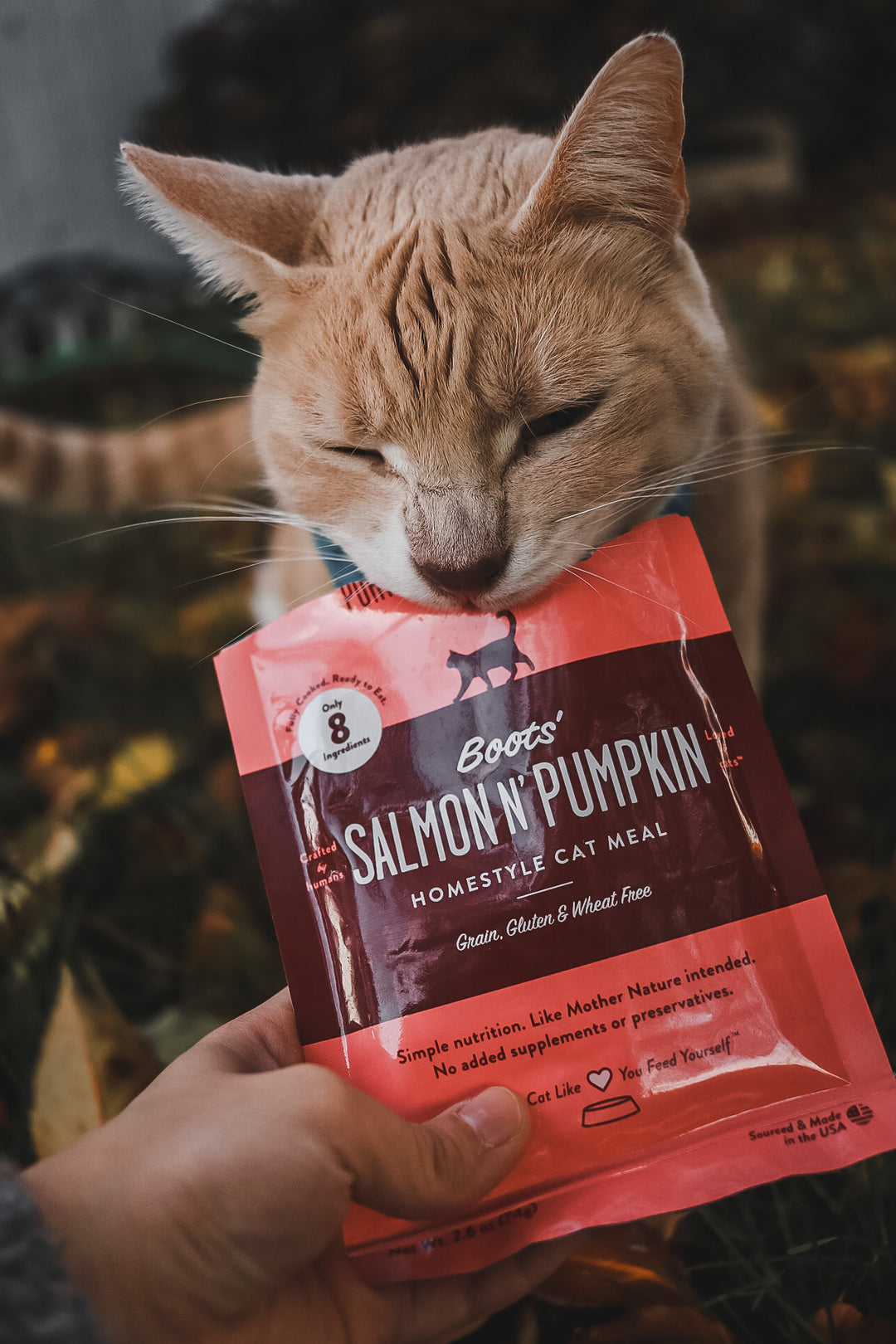 best-cat-food-for-senior-cats-with-sensitive-stomachs-portland-pet