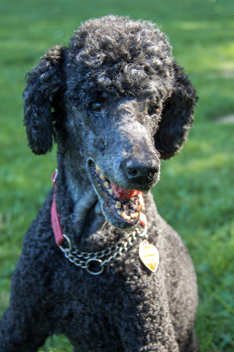 Rosie the poodle