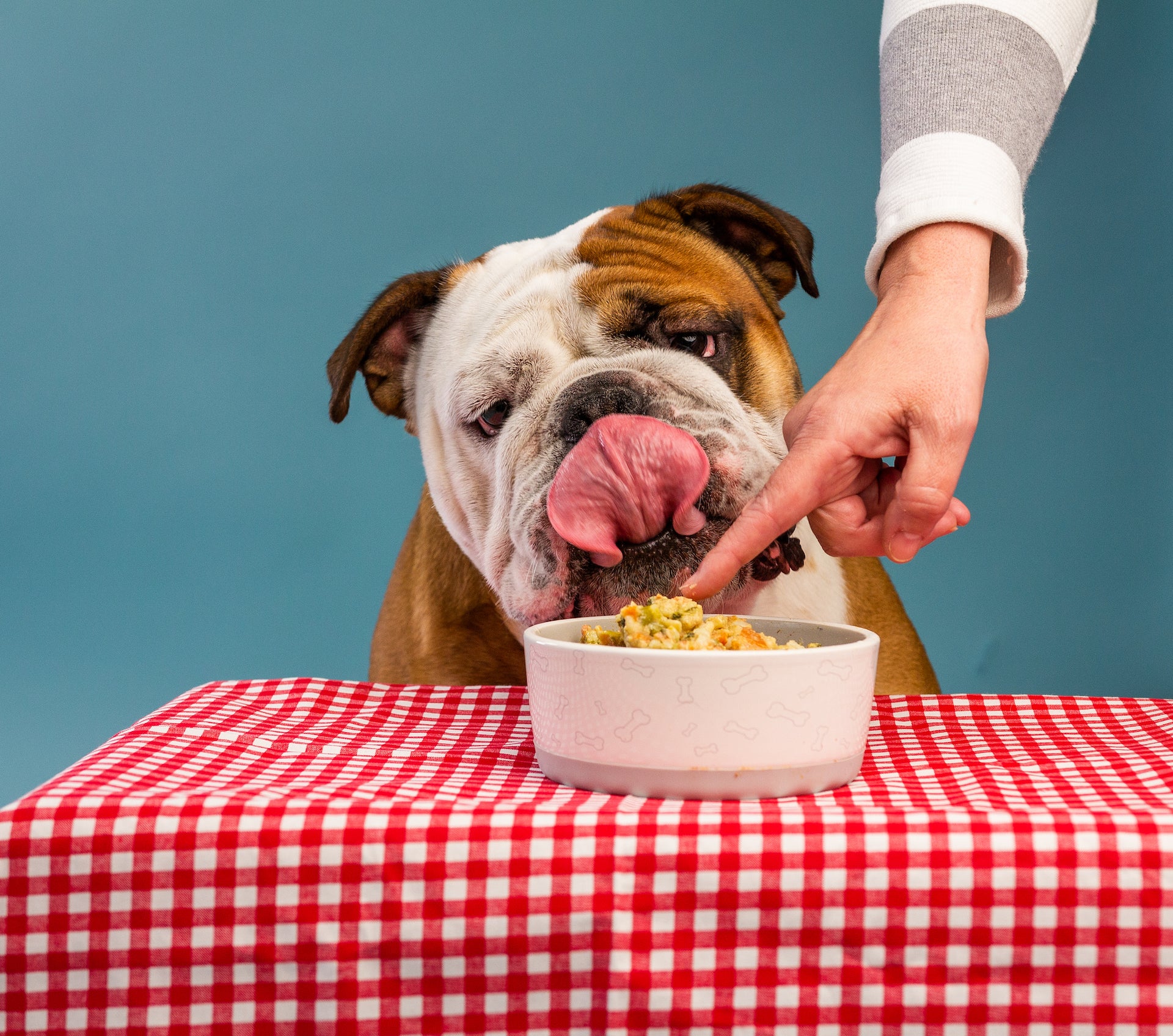 Dog Food and Basic Feeding Tips