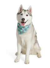 Load image into Gallery viewer, PPFC Bandana
